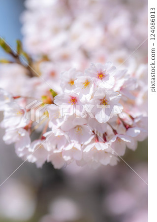 [Cherry Blossoms] Asahifuna River, Cherry Blossoms along the Funa River and the Blue Sky [Toyama Prefecture] 124086013