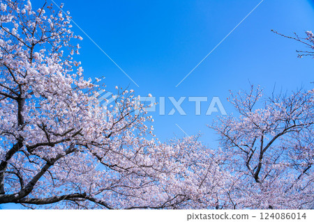 [Cherry Blossoms] Asahifuna River, Cherry Blossoms along the Funa River and the Blue Sky [Toyama Prefecture] 124086014