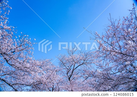 [Cherry Blossoms] Asahifuna River, Cherry Blossoms along the Funa River and the Blue Sky [Toyama Prefecture] 124086015