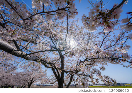 [Cherry Blossoms] Asahifuna River, Cherry Blossoms along the Funa River and the Blue Sky [Toyama Prefecture] 124086020