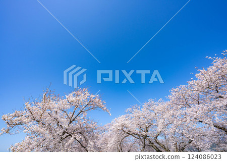 [Cherry Blossoms] Asahifuna River, Cherry Blossoms along the Funa River and the Blue Sky [Toyama Prefecture] 124086023