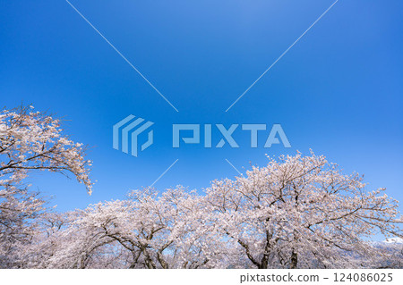 [Cherry Blossoms] Asahifuna River, Cherry Blossoms along the Funa River and the Blue Sky [Toyama Prefecture] 124086025