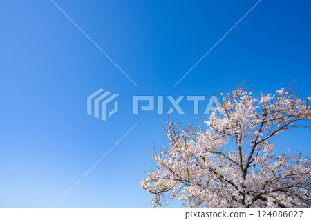 [Cherry Blossoms] Asahifuna River, Cherry Blossoms along the Funa River and the Blue Sky [Toyama Prefecture] 124086027
