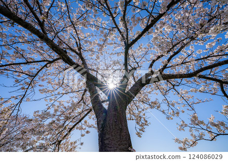 [Cherry Blossoms] Asahifuna River, Cherry Blossoms along the Funa River and the Blue Sky [Toyama Prefecture] 124086029