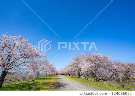 [Cherry Blossoms] Asahifuna River, Cherry Blossoms along the Funa River and the Blue Sky [Toyama Prefecture] 124086033