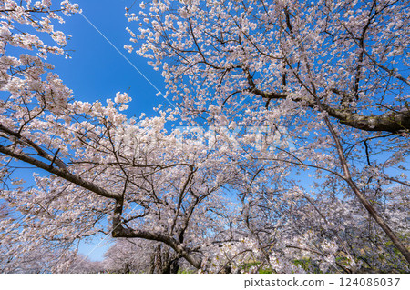 [Cherry Blossoms] Asahifuna River, Cherry Blossoms along the Funa River and the Blue Sky [Toyama Prefecture] 124086037