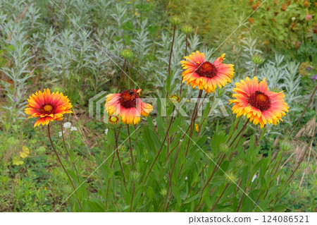 Flowers of Gaillardia is growing in garden. Plant of Aster family. Gaillardia grows in meadow or open areas. Sunny day. Flowers of Gaillardia is growing in garden. Plant of Aster family. Gaillardia grows in meadow or open areas. Sunny day. 124086521