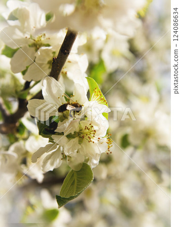 A branch of a blossoming apple tree with a bee flying up to its flowers A branch of a blossoming apple tree with a bee flying up to its flowers 124086634