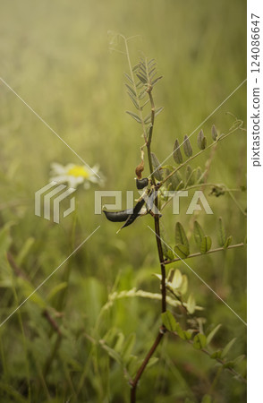 Withering stem with Vicia sepium L pod in an arid field with chamomile in the background 124086647