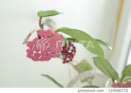 porcelain flower. unopened pink buds-baskets of hanging flower clusters of the exotic plant 124086778