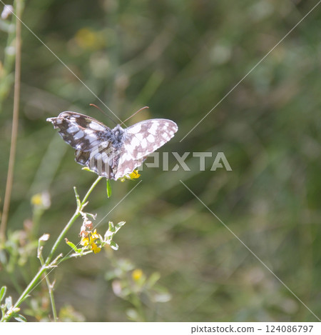 marbled white butterfly with spread out wings on a wild field flower. Closeup marbled white butterfly with spread out wings on a wild field flower. Closeup 124086797