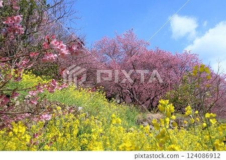 Kuwatayama - The early arrival of spring (Susaki City, Kochi Prefecture) Kuwatayama - The early arrival of spring (Susaki City, Kochi Prefecture) 124086912