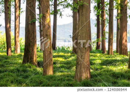 A serene and picturesque forest scene featuring a beautiful water body in the background A serene and picturesque forest scene featuring a beautiful water body in the background 124086944