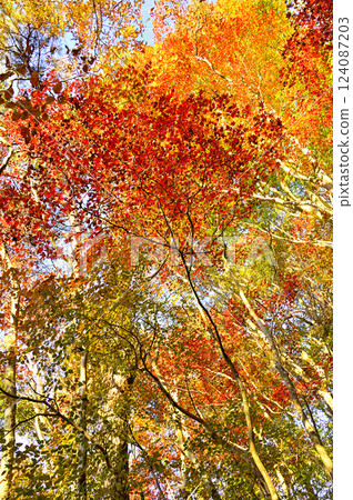 禦坂山烏帽山:染上朝霞的秋林、色彩繽紛的紅葉 禦坂山烏帽山:染上朝霞的秋林、色彩繽紛的紅葉 124087203