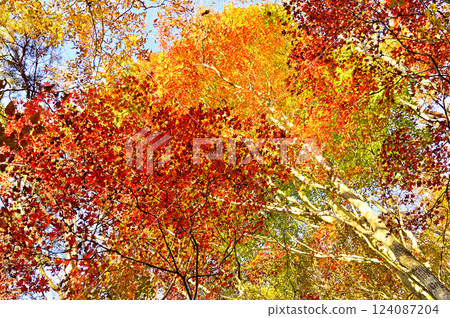 禦坂山烏帽山:染上朝霞的秋林、色彩繽紛的紅葉 禦坂山烏帽山:染上朝霞的秋林、色彩繽紛的紅葉 124087204