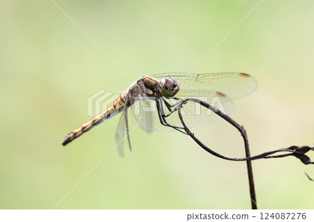 蜻蜓停在樹枝上 124087276