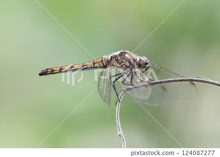 蜻蜓停在樹枝上 124087277