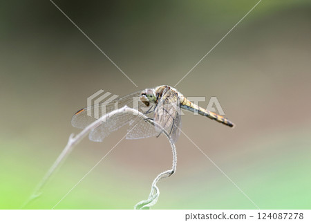 蜻蜓停在樹枝上 124087278