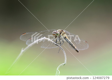 蜻蜓停在樹枝上 124087279