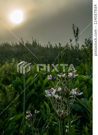 Blooming Butomus umbellatus L 124087684