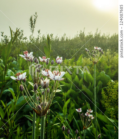 Blooming Butomus umbellatus L.Dawn in june Blooming Butomus umbellatus L.Dawn in june 124087685