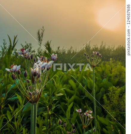 Blooming Butomus umbellatus L 124087686