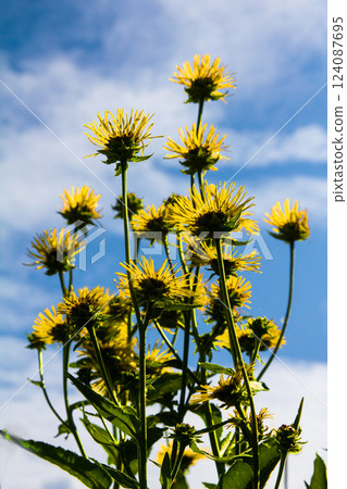 The flowering stems of the inula 124087695