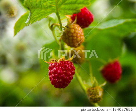 Raspberry berries ripen.close-up of ripe raspberry in the garden Raspberry berries ripen.close-up of ripe raspberry in the garden 124087696