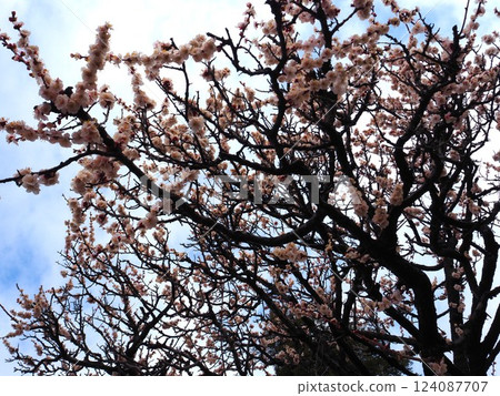 荒山公園梅園 124087707