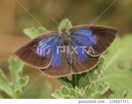 Murasaki Shijimi (female) 124087751