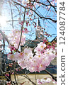 Spring in London: Cherry blossoms and scenery 02 124087784