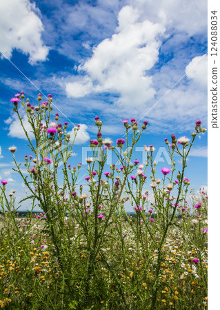 spiked thistle stalks with flowering branches grow to a blue sky 124088034