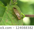 A female forest cockroach carrying an egg case 124088382