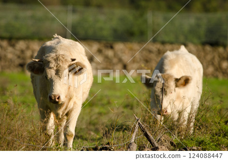 Charolais breed cattle. Charolais breed cattle. 124088447