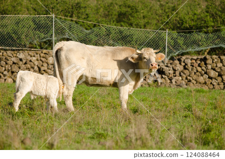 Cow and calf. Cow and calf. 124088464