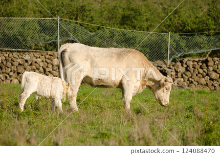 Cow and calf. Cow and calf. 124088470