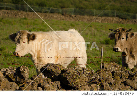 Charolais breed cattle. Charolais breed cattle. 124088479