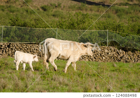 Cow and calf. Cow and calf. 124088498