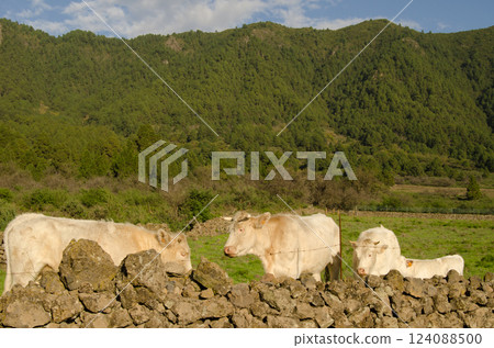 Charolais breed cattle. Charolais breed cattle. 124088500