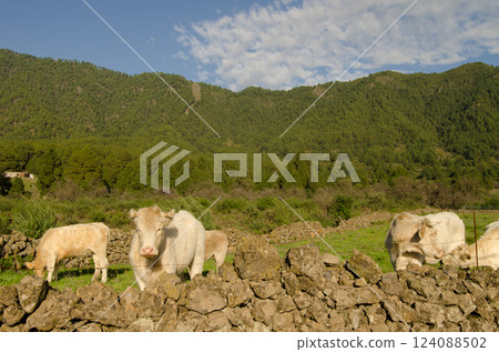 Charolais breed cattle. Charolais breed cattle. 124088502