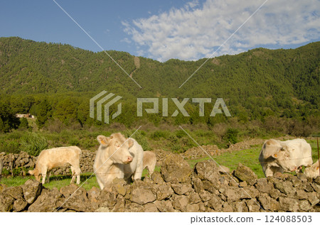 Charolais breed cattle. Charolais breed cattle. 124088503