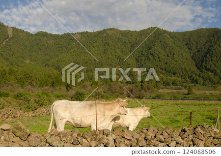 Charolais breed cattle. Charolais breed cattle. 124088506