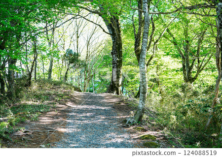 Takashimizu Trail in early summer: Fresh green traverse route 2, Kagamino-cho, Tomata-gun, Okayama Prefecture 124088519