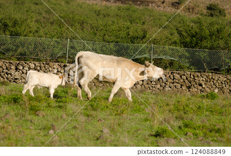Cow and calf. Cow and calf. 124088849