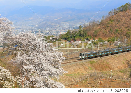 Yamanashi Prefecture's Jinrokuzakura ~Old Platform of Katsunuma Station~ 124088908