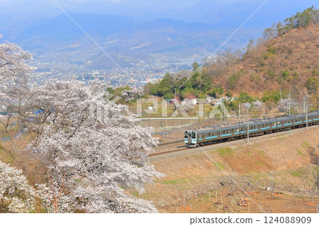 Yamanashi Prefecture's Jinrokuzakura ~Old Platform of Katsunuma Station~ 124088909