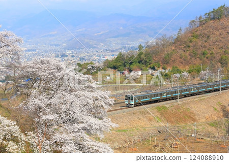 Yamanashi Prefecture's Jinrokuzakura ~Old Platform of Katsunuma Station~ 124088910