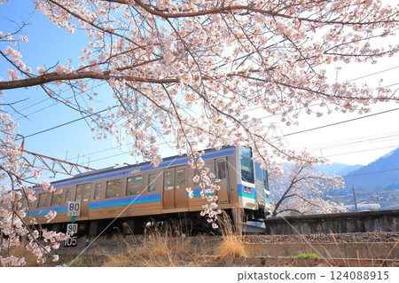 Yamanashi Prefecture's Jinrokuzakura ~Old Platform of Katsunuma Station~ Yamanashi Prefecture's Jinrokuzakura ~Old Platform of Katsunuma Station~ 124088915