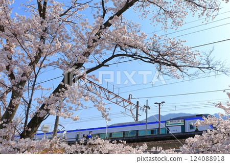 Yamanashi Prefecture's Jinrokuzakura ~Old Platform of Katsunuma Station~ 124088918