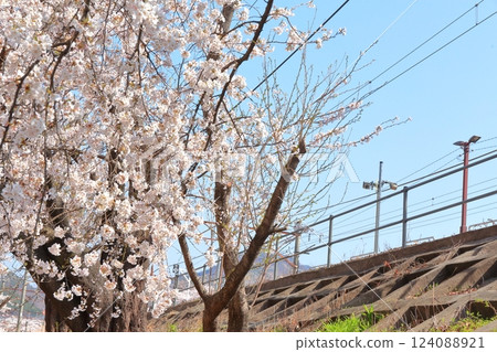 Yamanashi Prefecture's Jinrokuzakura ~Old Platform of Katsunuma Station~ Yamanashi Prefecture's Jinrokuzakura ~Old Platform of Katsunuma Station~ 124088921